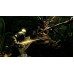 Dark Souls Remastered (Switch, російські субтитри) Б/У, ,
